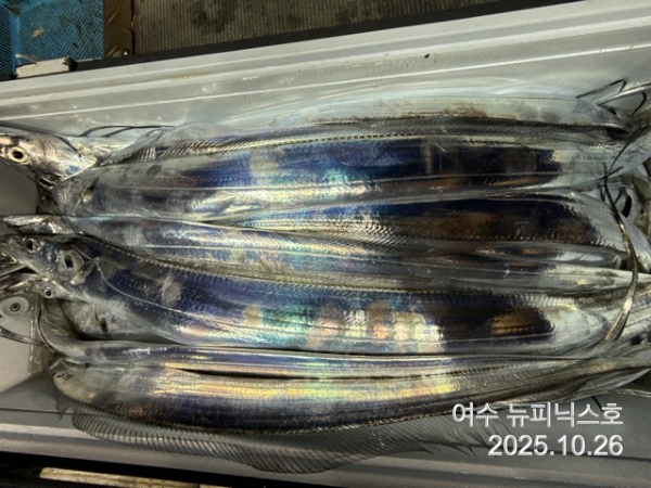 10월26일갈치 (22).jpg