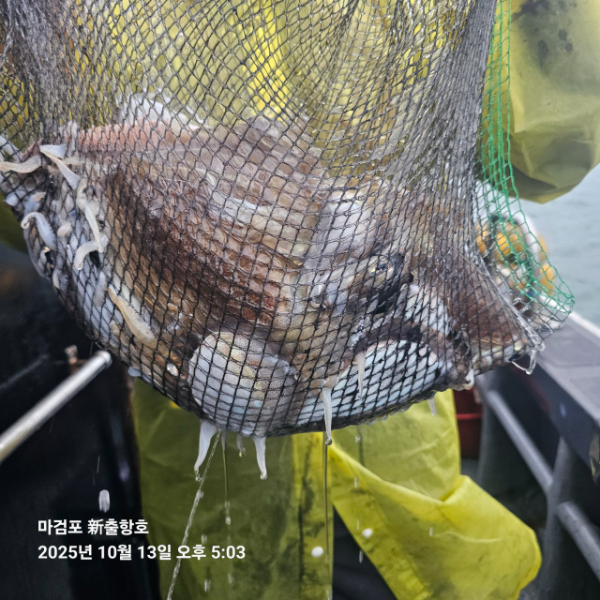 ꫛꫀꪝ✧‧˚ 태안 마검포 新출항호 .• _˚☀₊_사진_20251013_14.jpg
