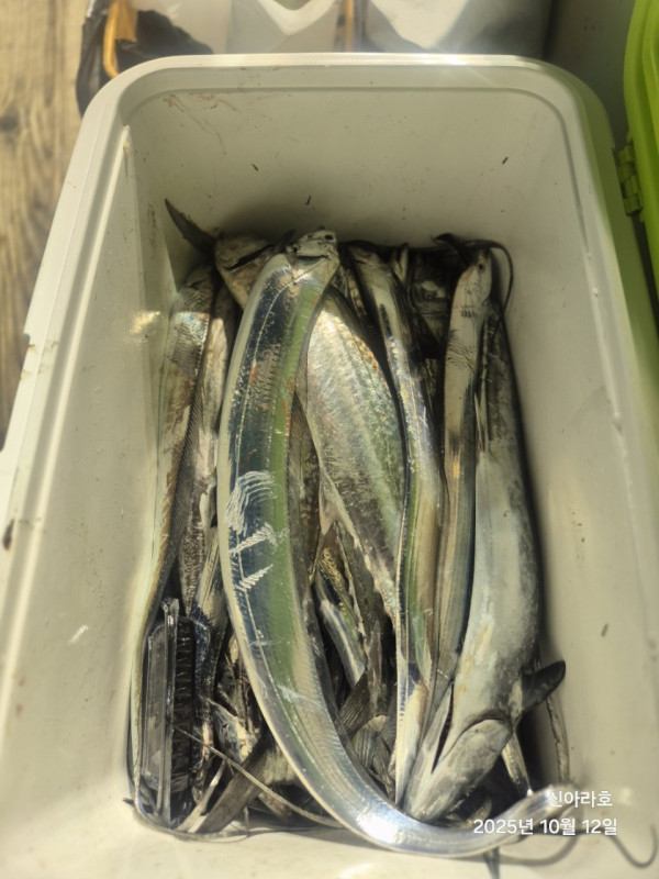 바다꾼낚시(신아라호)_사진_20251012_24.jpg