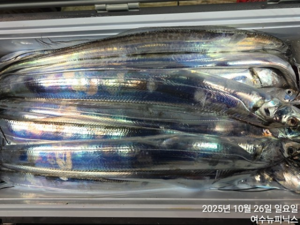 10월26일갈치 (10).jpg