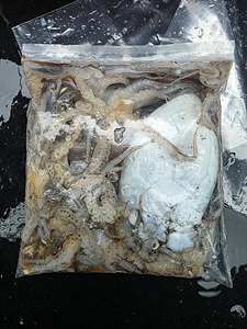 인천쭈꾸미낚시 (36).jpg