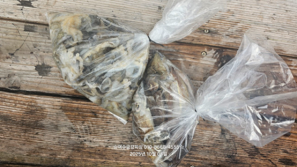여수금강피싱_사진_20251008_9.jpg