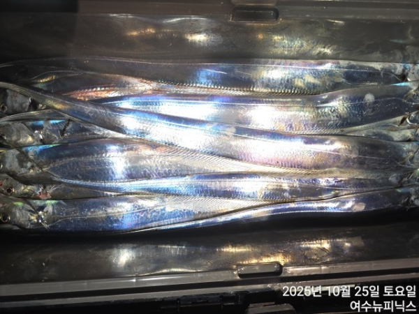 10월25일갈치 (34).jpg