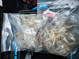 인천쭈꾸미낚시 (30).jpg