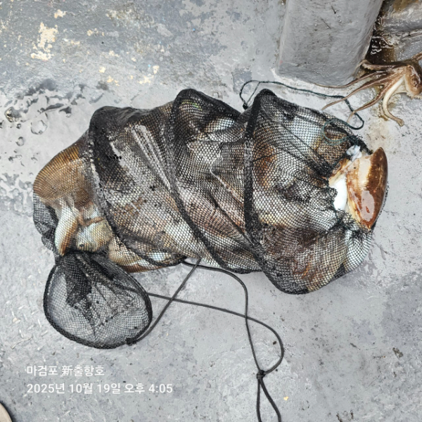 ꫛꫀꪝ✧‧˚ 태안 마검포 新출항호 .• _˚☀₊_사진_20251019_9.jpg