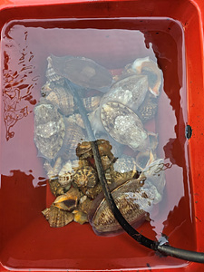 인천쭈꾸미낚시 (15).jpg