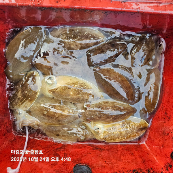 ꫛꫀꪝ✧‧˚ 태안 마검포 新출항호 .• _˚☀₊_사진_20251024_9.jpg