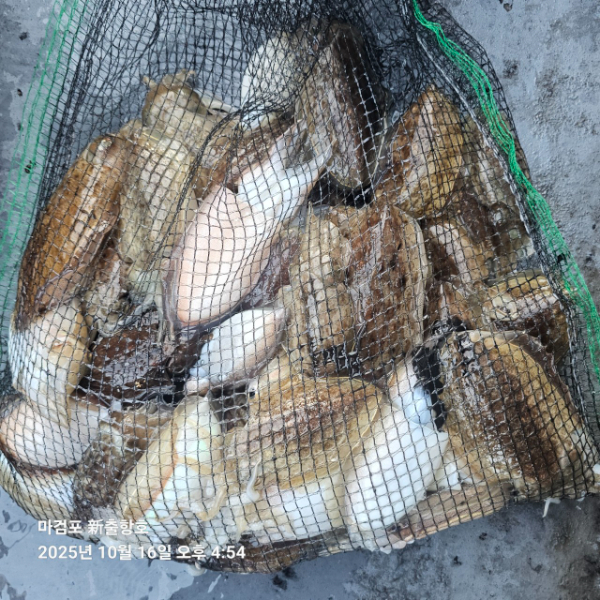 ꫛꫀꪝ✧‧˚ 태안 마검포 新출항호 .• _˚☀₊_사진_20251016_7.jpg