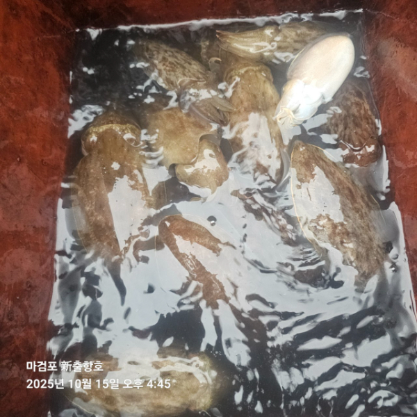 ꫛꫀꪝ✧‧˚ 태안 마검포 新출항호 .• _˚☀₊_사진_20251015_11.jpg