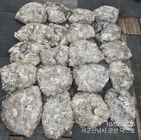 군산 선상낚시, 바다낚시 출조 전문 ☆서군산낚시☆_사진_20251002_1.jpg