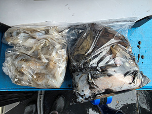 인천쭈꾸미낚시 (27).jpg