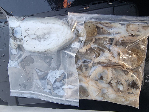 인천쭈꾸미낚시 (19).jpg