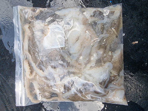 인천쭈꾸미낚시 (15).jpg