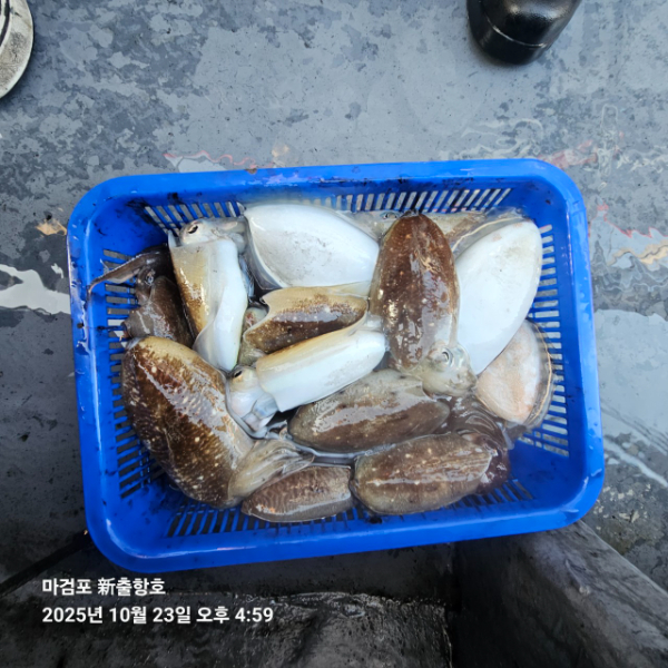 ꫛꫀꪝ✧‧˚ 태안 마검포 新출항호 .• _˚☀₊_사진_20251023_10.jpg