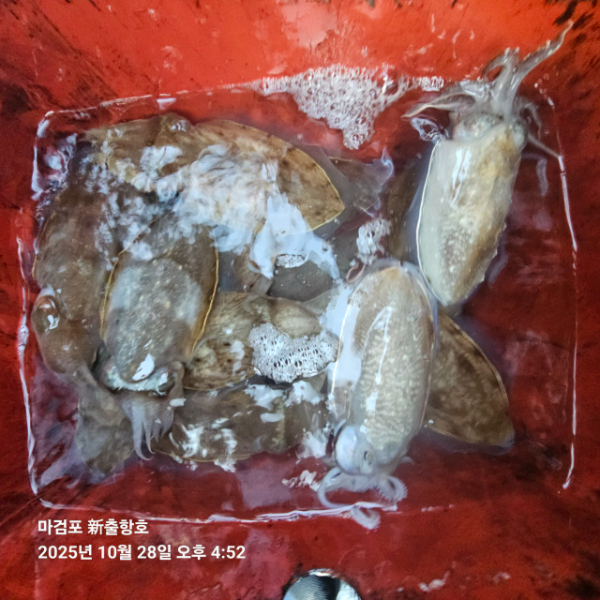 ꫛꫀꪝ✧‧˚ 태안 마검포 新출항호 .• _˚☀₊_사진_20251028_10.jpg