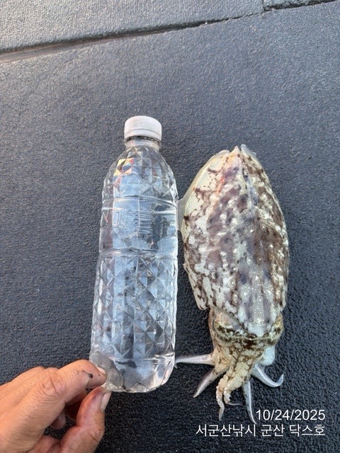 군산 선상낚시, 바다낚시 출조 전문 ☆서군산낚시☆_사진_20251024_13.jpg