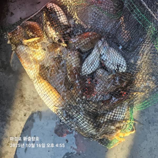 ꫛꫀꪝ✧‧˚ 태안 마검포 新출항호 .• _˚☀₊_사진_20251016_10.jpg