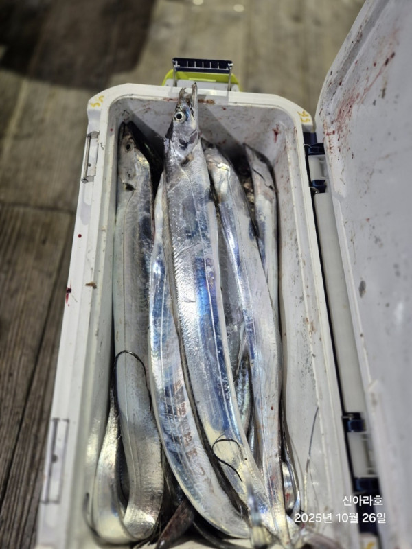 바다꾼낚시(신아라호)_사진_20251026_13.jpg