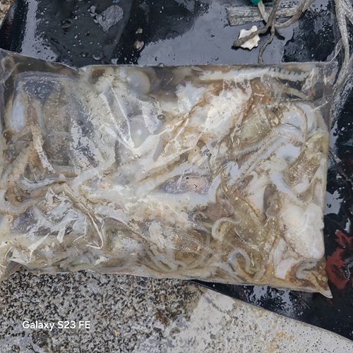 인천쭈꾸미낚시 (16).jpg