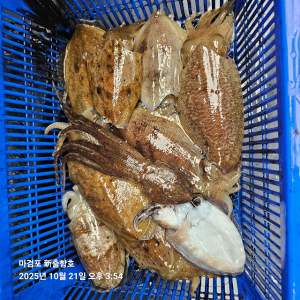 ꫛꫀꪝ✧‧˚ 태안 마검포 新출항호 .• _˚☀₊_사진_20251021_13.jpg