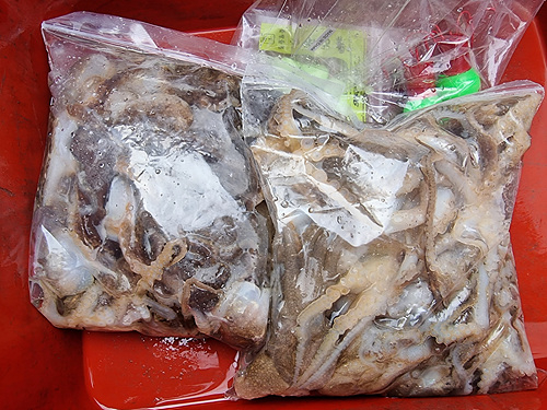 인천쭈꾸미낚시 (16).jpg