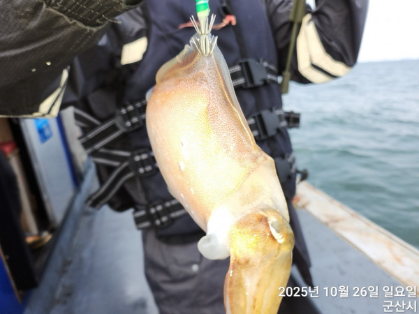 군산 선상낚시, 바다낚시 출조 전문 ☆서군산낚시☆_사진_20251026_9.jpg