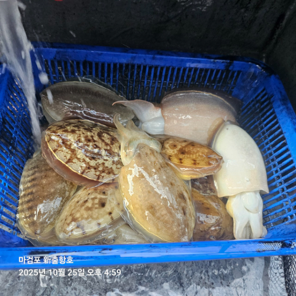 ꫛꫀꪝ✧‧˚ 태안 마검포 新출항호 .• _˚☀₊_사진_20251025_7.jpg