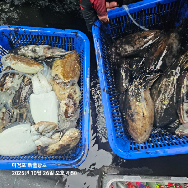 ꫛꫀꪝ✧‧˚ 태안 마검포 新출항호 .• _˚☀₊_사진_20251026_3.jpg