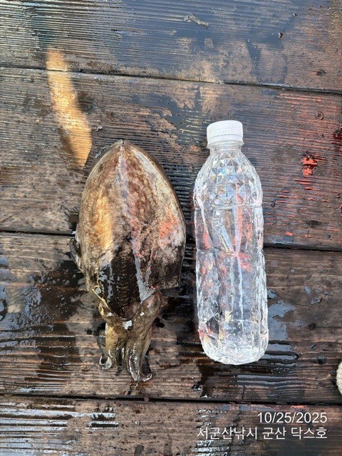 군산 선상낚시, 바다낚시 출조 전문 ☆서군산낚시☆_사진_20251025_8.jpg