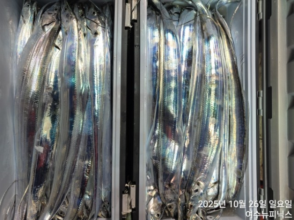 10월26일갈치 (11).jpg