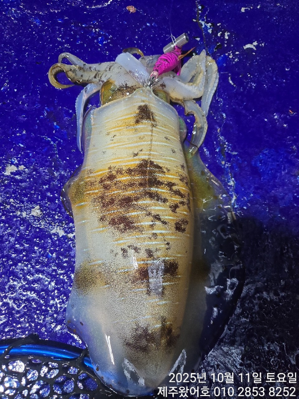 제주왔어호_사진_20251012_19.jpg