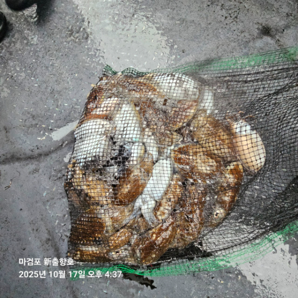 ꫛꫀꪝ✧‧˚ 태안 마검포 新출항호 .• _˚☀₊_사진_20251017_18.jpg