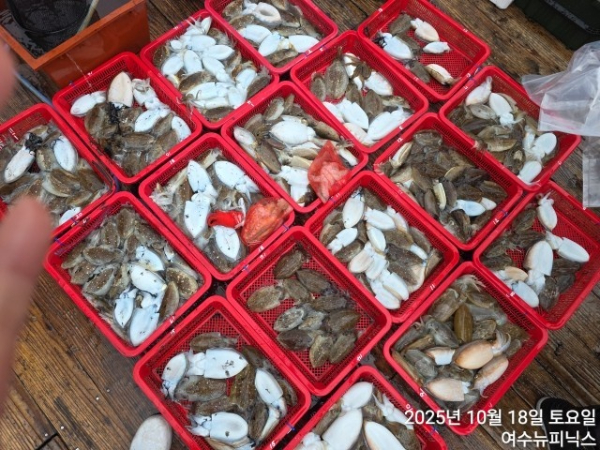 10월18일갑오징어 (5).jpg