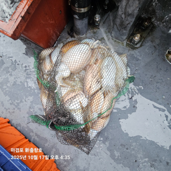 ꫛꫀꪝ✧‧˚ 태안 마검포 新출항호 .• _˚☀₊_사진_20251017_14.jpg