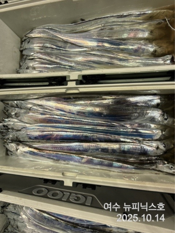 큰10월14일갈치 (58).jpg