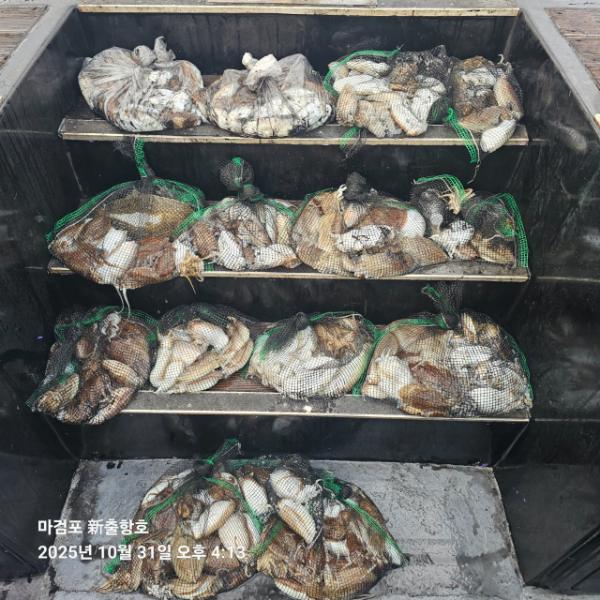 ꫛꫀꪝ✧‧˚ 태안 마검포 新출항호 .• _˚☀₊_사진_20251031_4.jpg