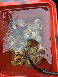 인천쭈꾸미낚시 (16).jpg