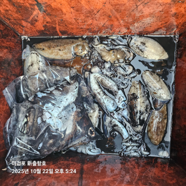 ꫛꫀꪝ✧‧˚ 태안 마검포 新출항호 .• _˚☀₊_사진_20251022_12.jpg