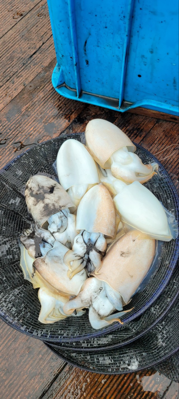 예지퀸호 농어외수질&어초낚시 경기인천권_사진_20251016_8.jpg