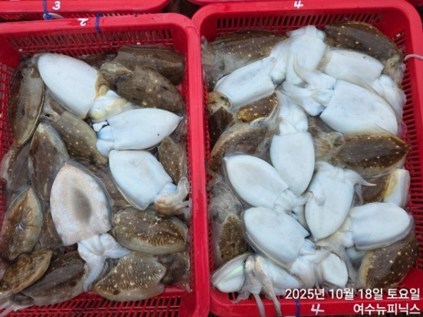 10월18일갑오징어 (4).jpg
