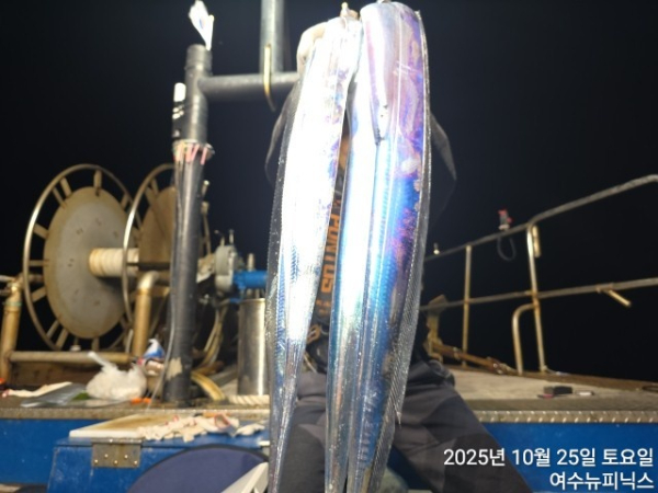 10월26일갈치 (7).jpg