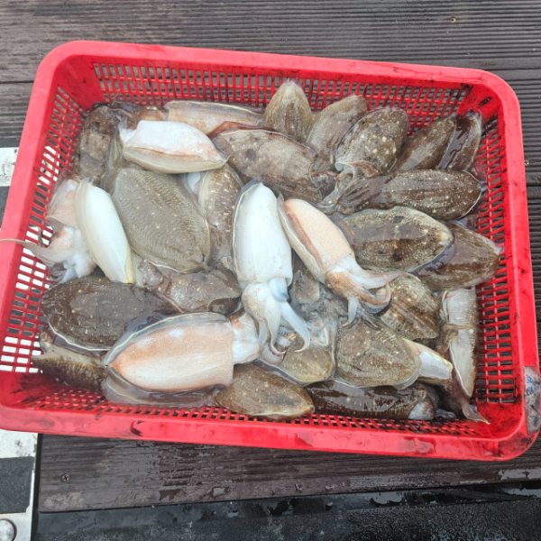 마검포 대한호(VIP)_사진_20251002_4.jpg