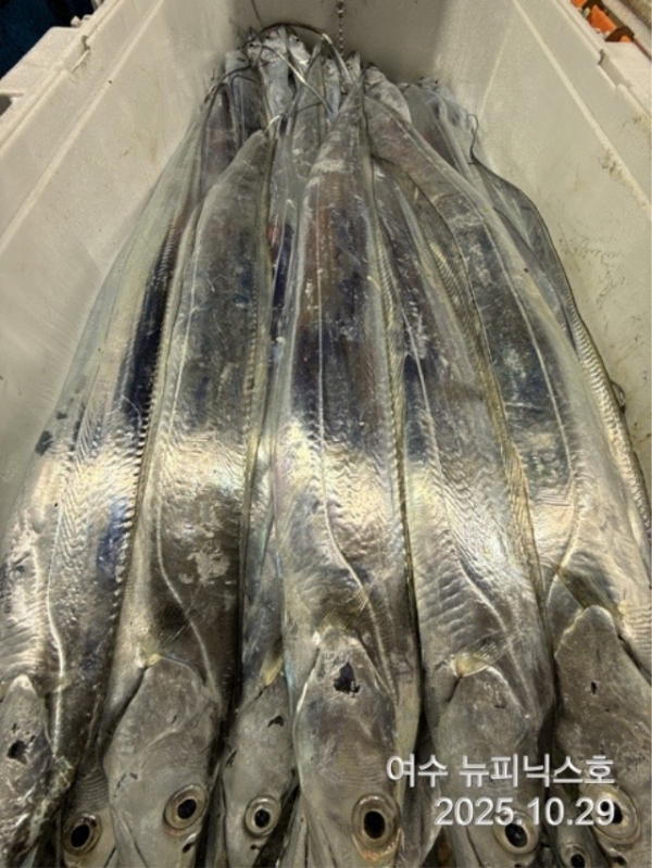 20910월29일갈치 (21).jpg