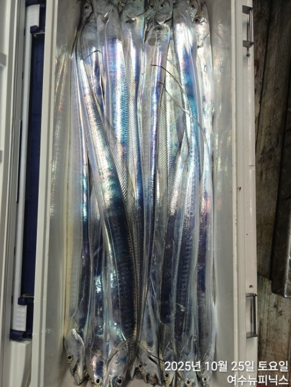 큰10월25일갈치 (38).jpg