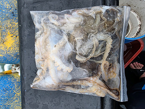 인천쭈꾸미낚시 (25).jpg