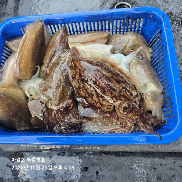 ꫛꫀꪝ✧‧˚ 태안 마검포 新출항호 .• _˚☀₊_사진_20251025_8.jpg