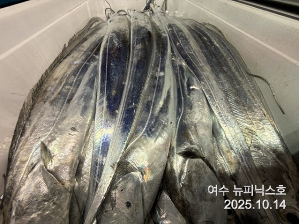 10월14일갈치 (21).jpg