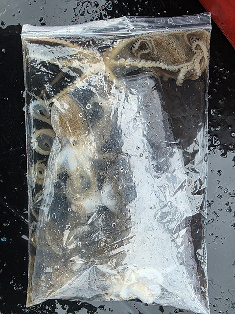 인천쭈꾸미낚시 (11).jpg