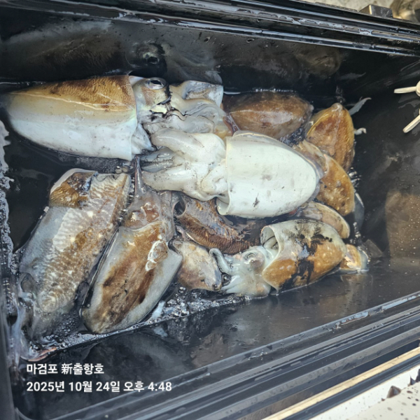 ꫛꫀꪝ✧‧˚ 태안 마검포 新출항호 .• _˚☀₊_사진_20251024_12.jpg