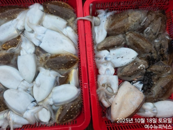 10월18일갑오징어 (3).jpg